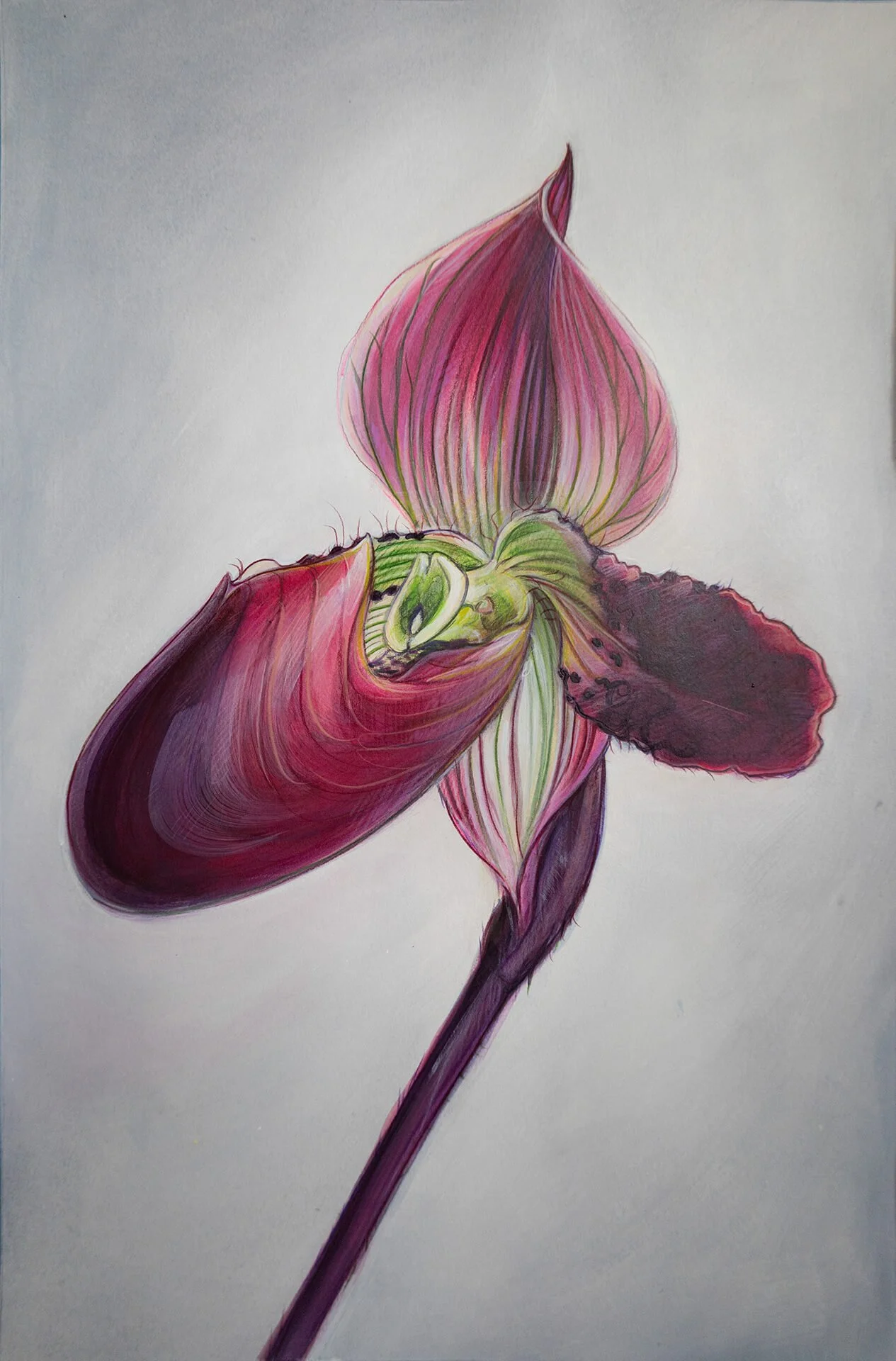 paphiopedilum_cherry magic_Lynda_WEB.jpg