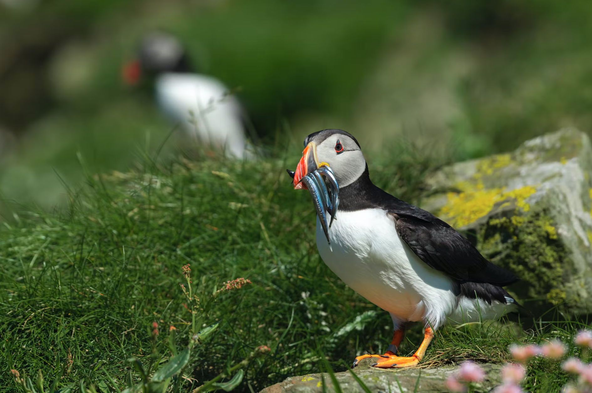 Puffins.png