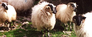 irelandsheepcloser_edited-1