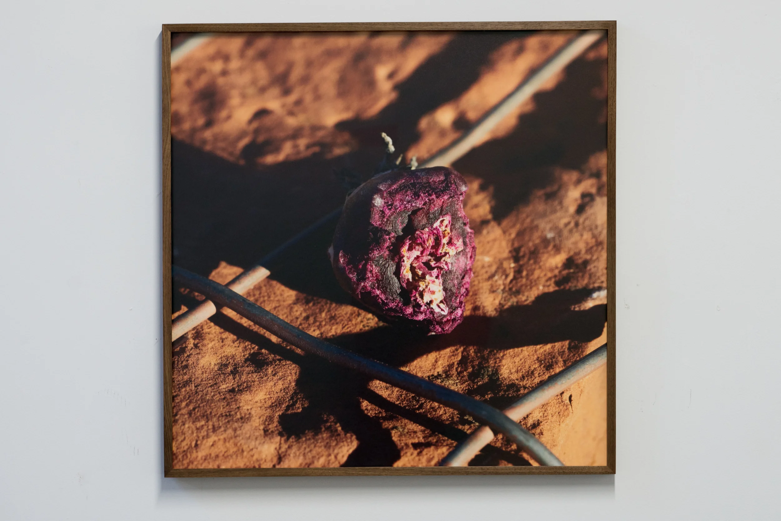 'Untitled_Fruit' 2016 35"x35" Archival pigment print.