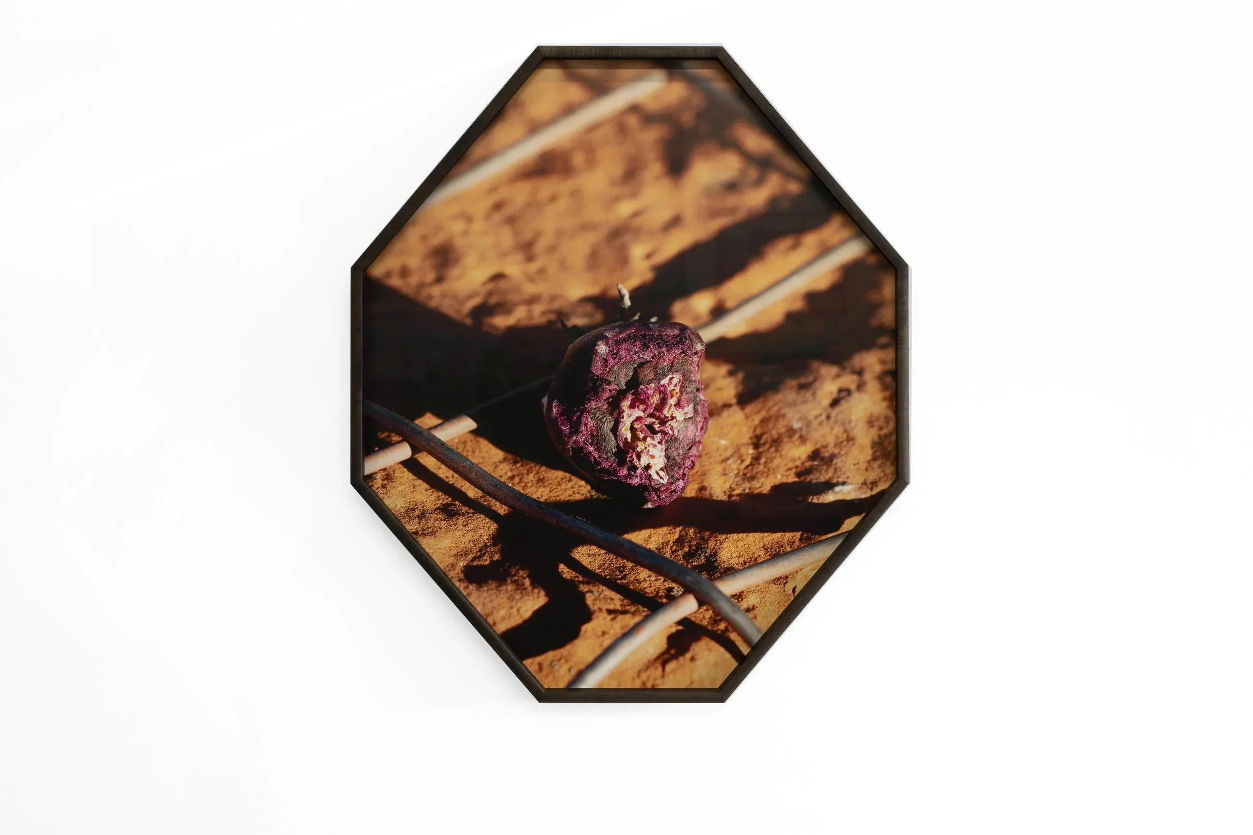 Untitled_Dried Fruit on the Sand Rock, Pigment print mounted on Dibond, artist frame