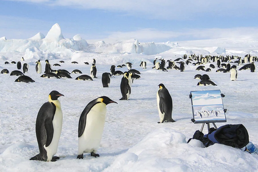 Emperors penguins observing