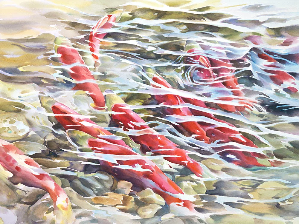 Return of The Sockeye n.2