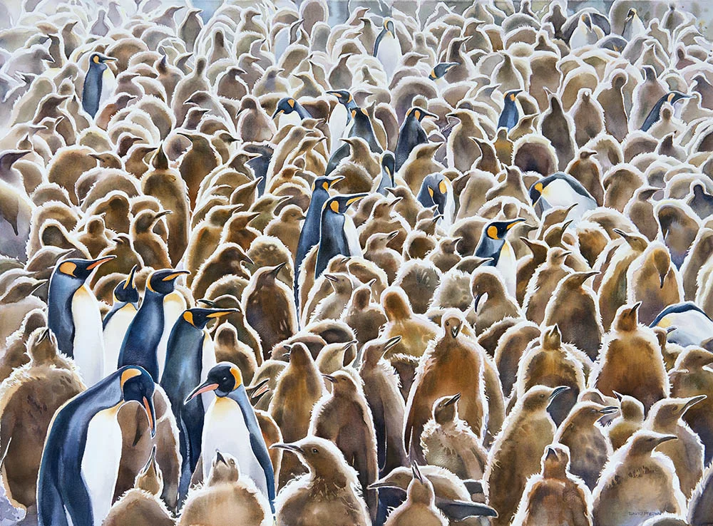 King Penguin Rookery