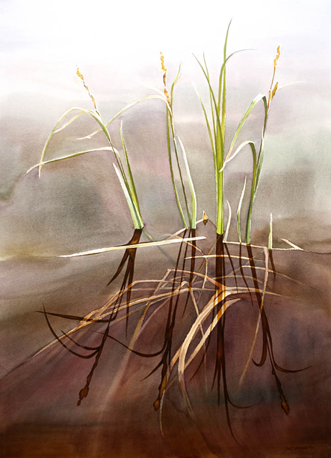 Watergrass study n.7