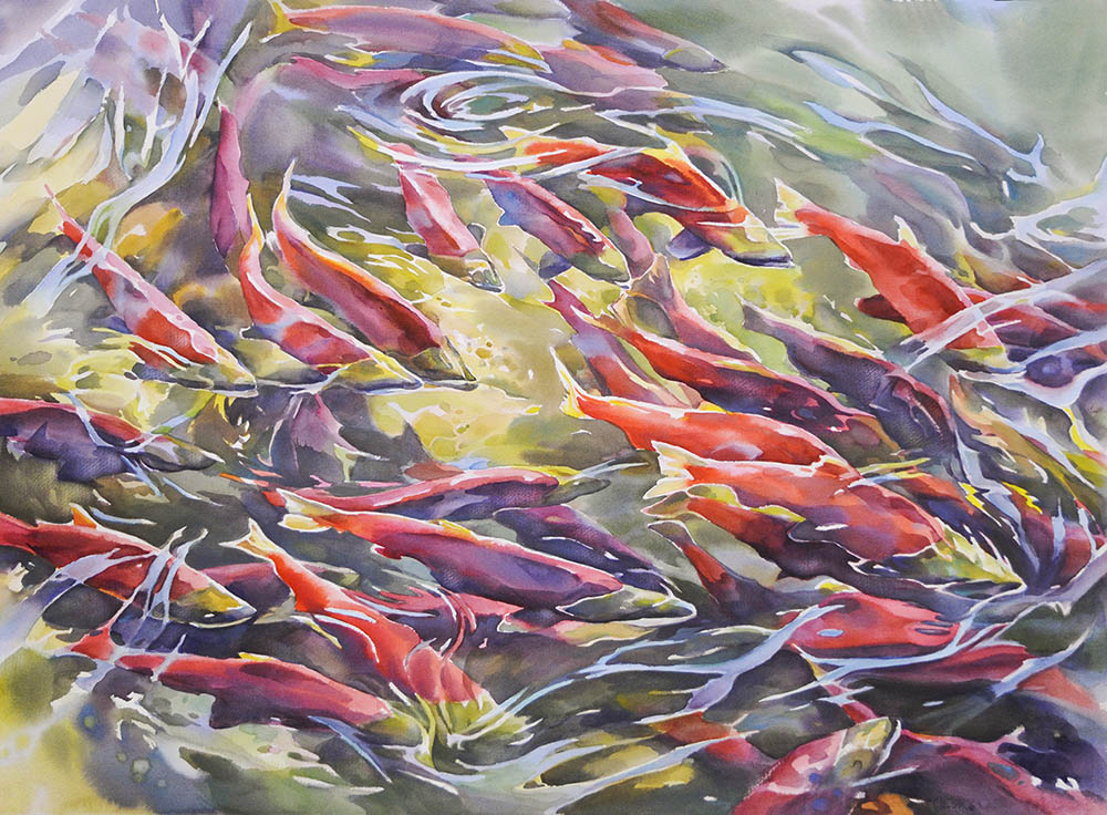Return of the Sockeye