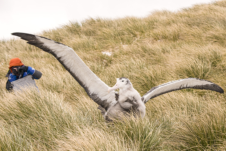  It was fantastic to photograph and sketch the several young wandering albatross on Prion Island, South Georgia. (photo - Boris Wise)