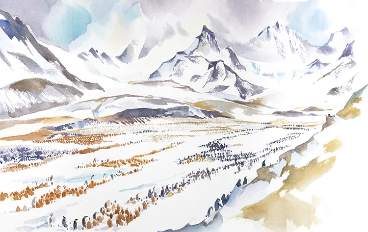 St. Andrews Bay, King Penguin Colony, 15 x22 inches watercolour