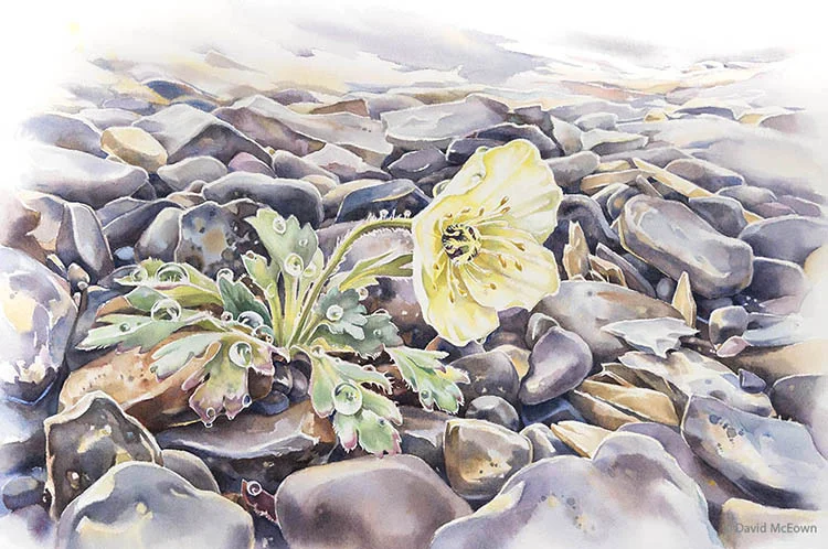 "Arctic Poppy, 15 x22 inches, watercolor