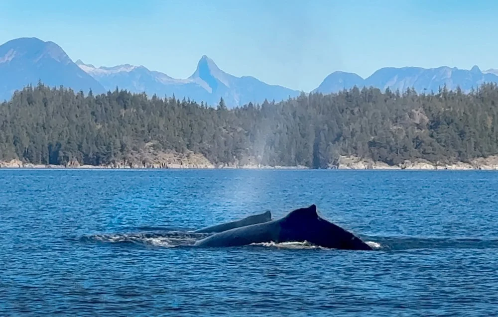 02whale tale.jpg