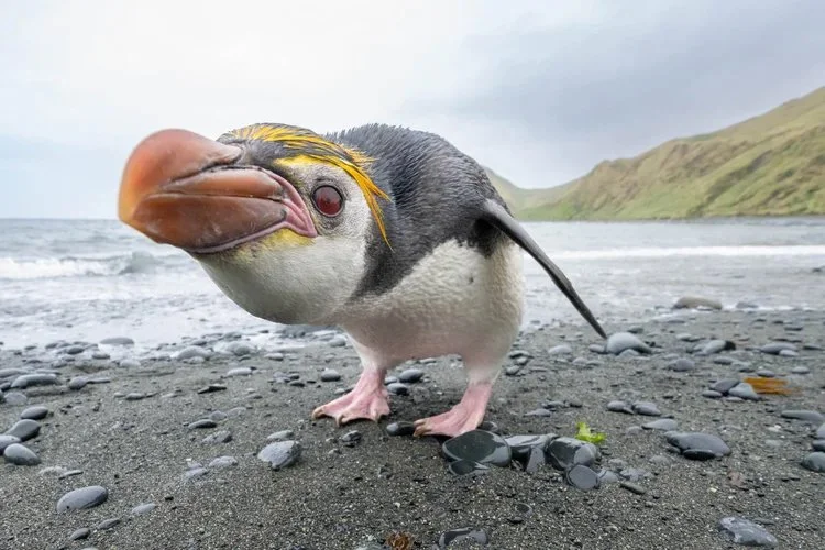 ROSS SEA ODYSSEY - EAST ANTARCTICA