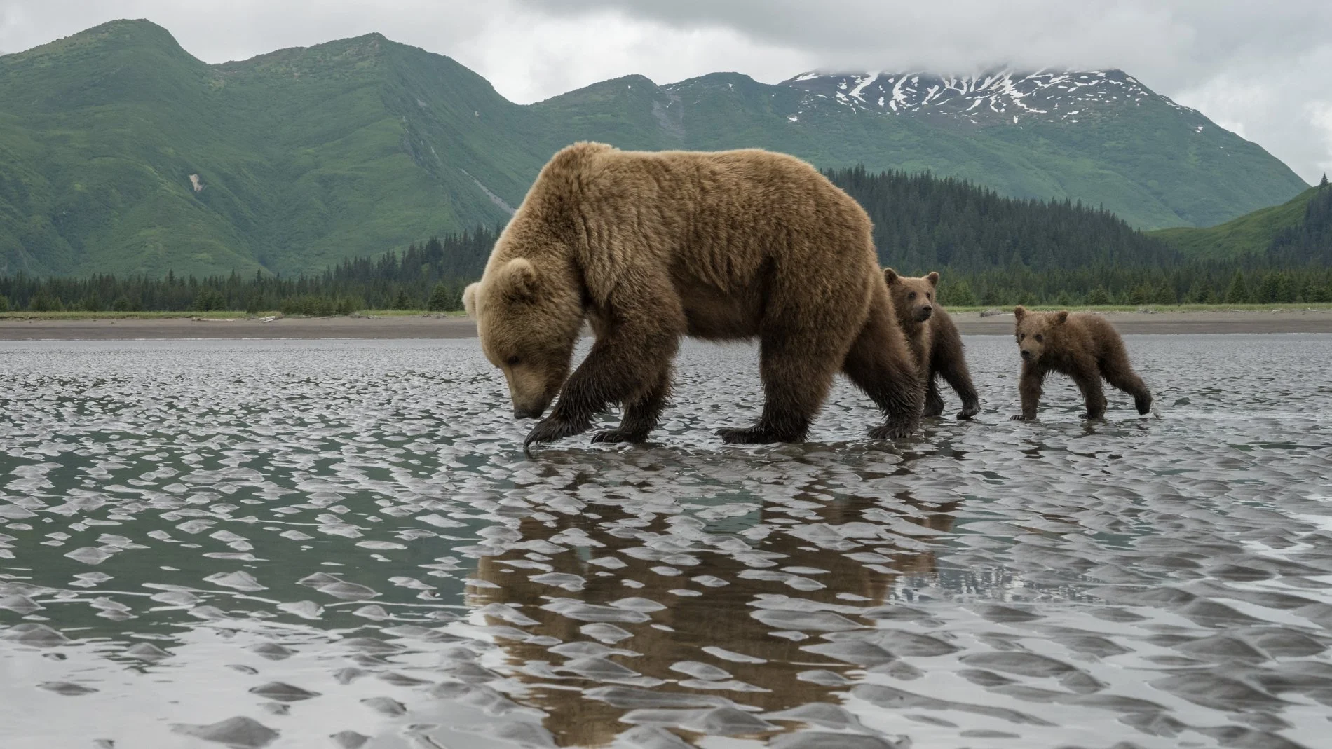  Alaskan Brown Bears, Moms and Cubs