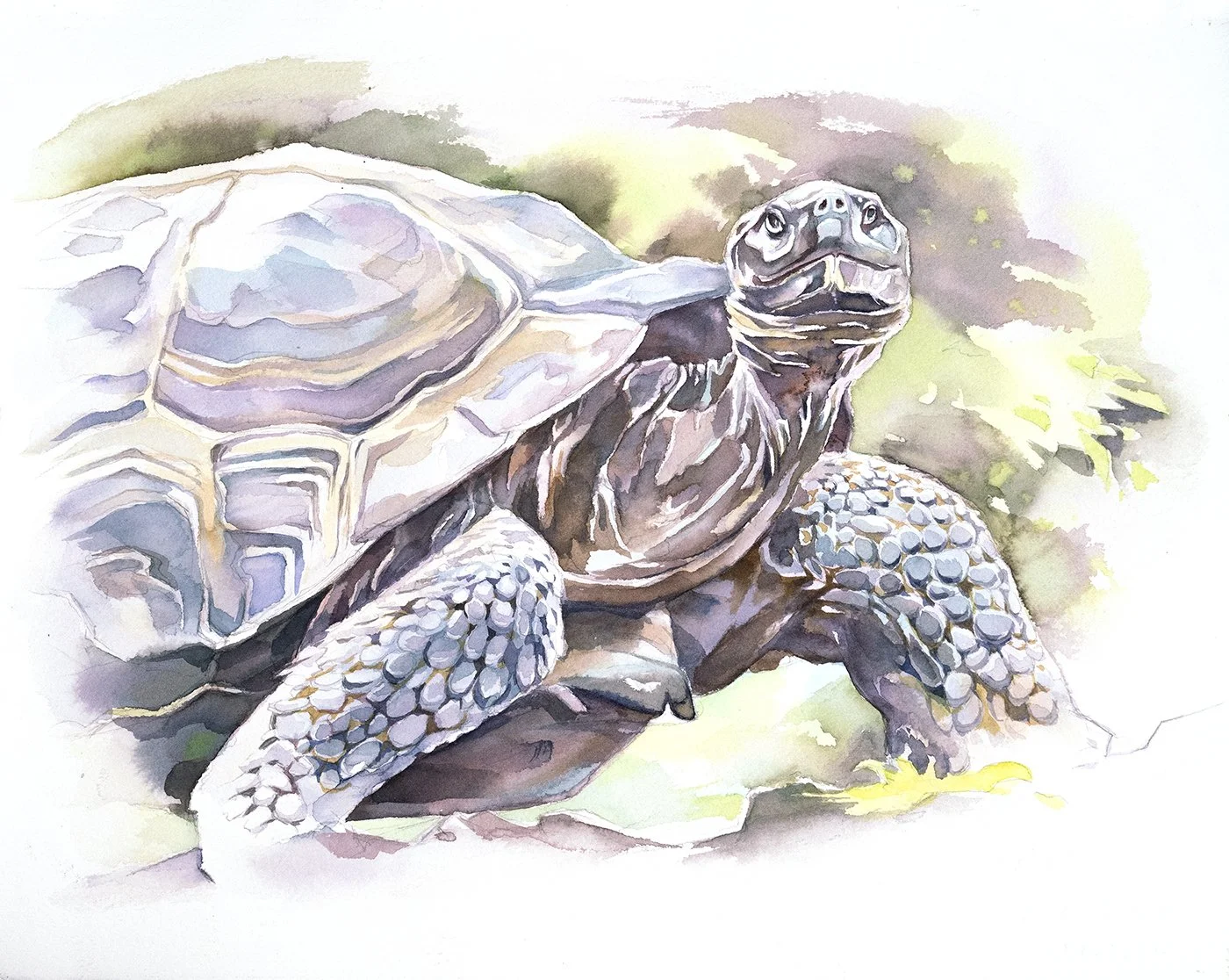 Galapagos Islands In Depth