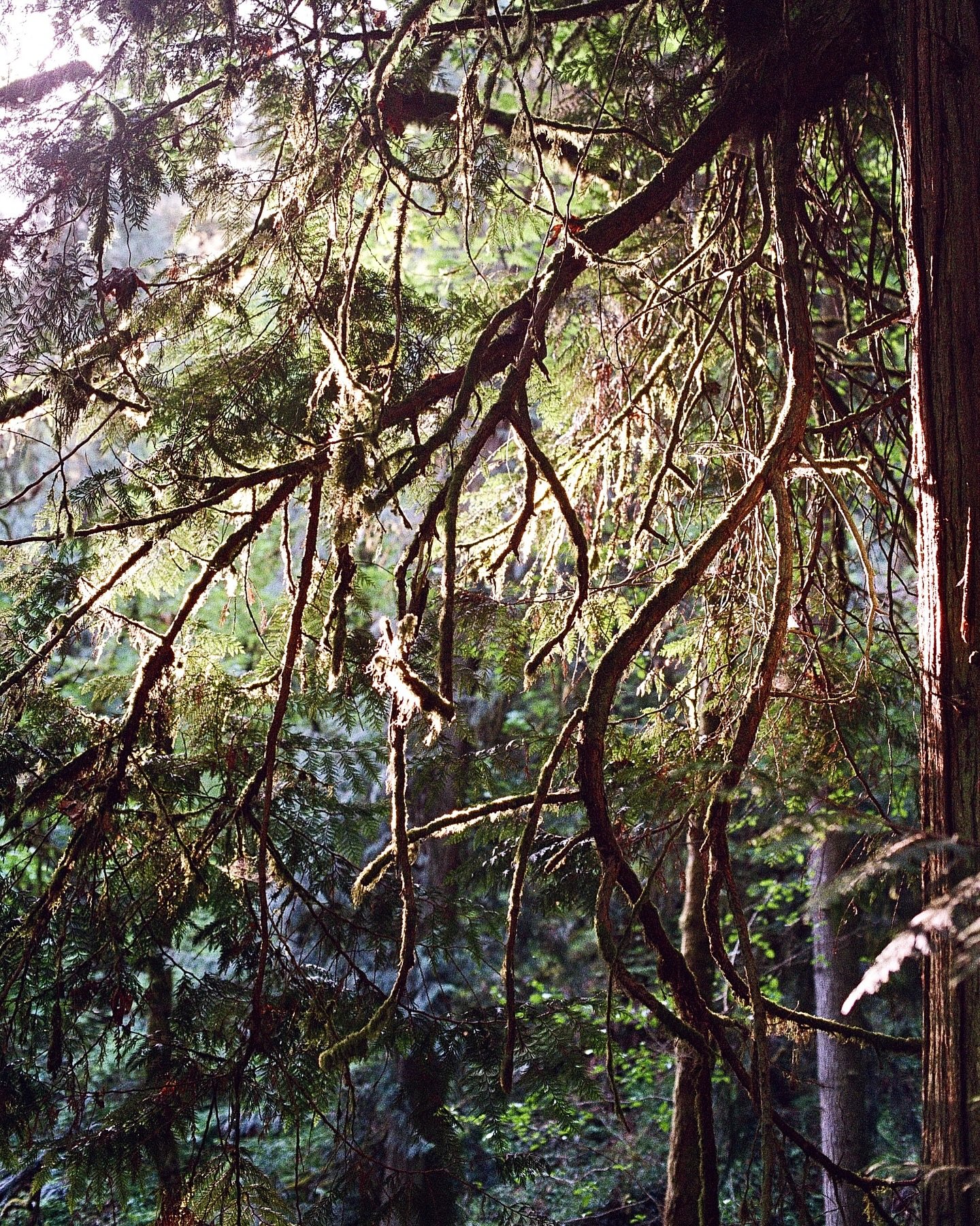 Tendrils
Portland, OR
05.02.25
35mm