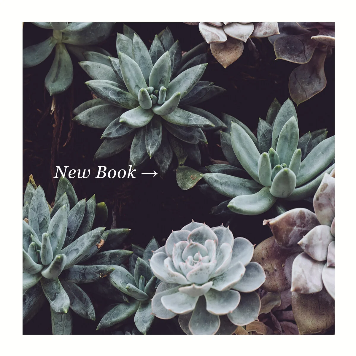 newbook-square.jpg