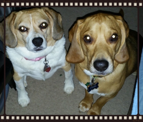 Beagles who love to help us game!