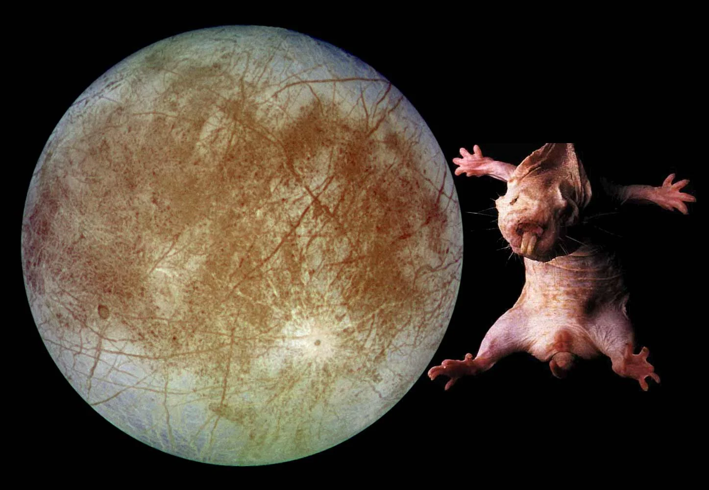 molerat_europa