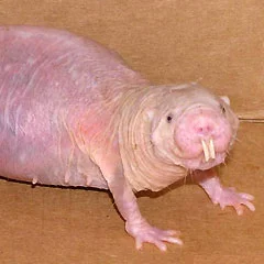0_61_061009_mole_rat
