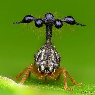 Close up photograph of a ball-bearing treehopper