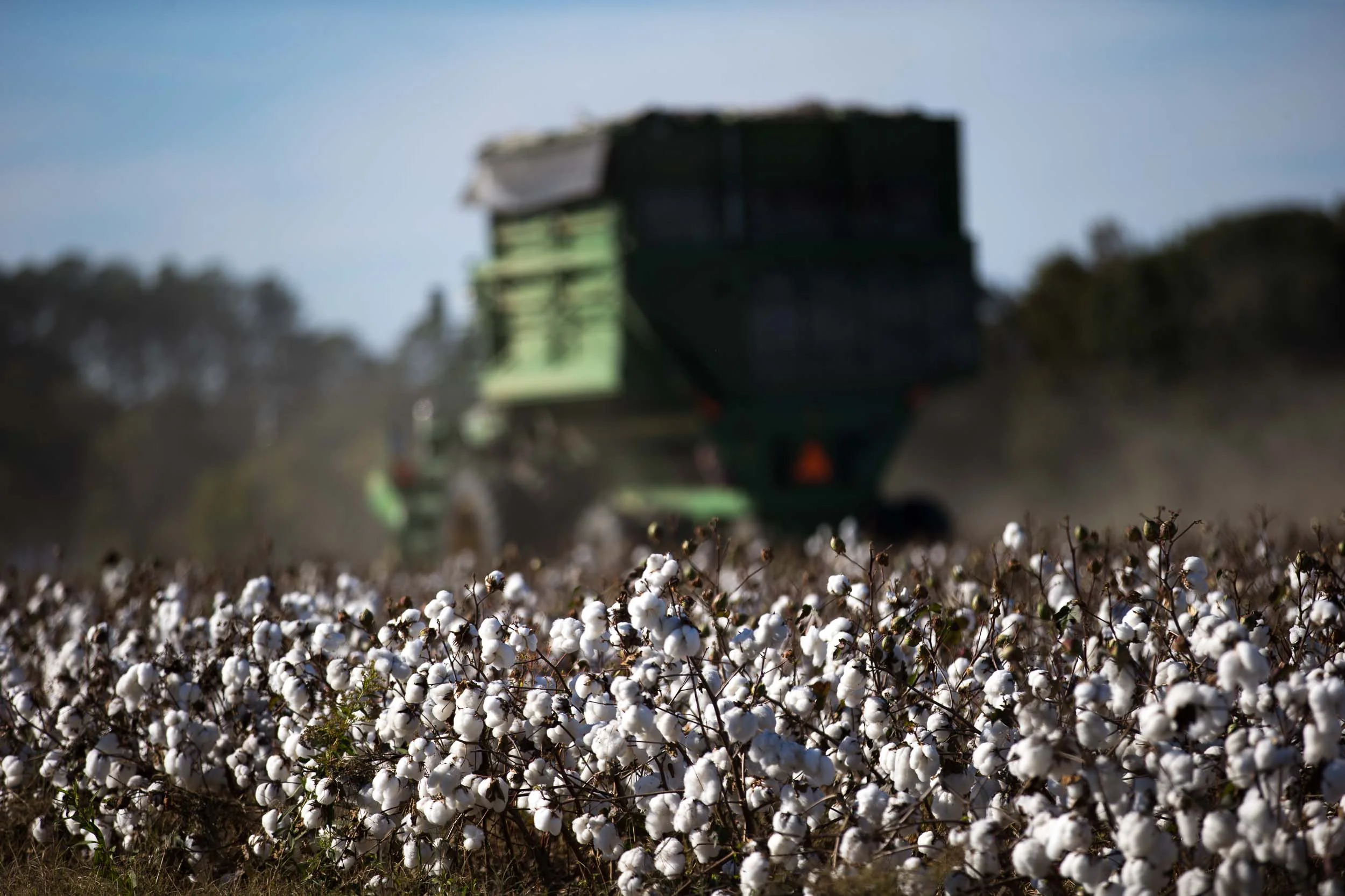 On our way to Douglas, Georgia, we made a stop to watch farmers work in the cotton fields.
