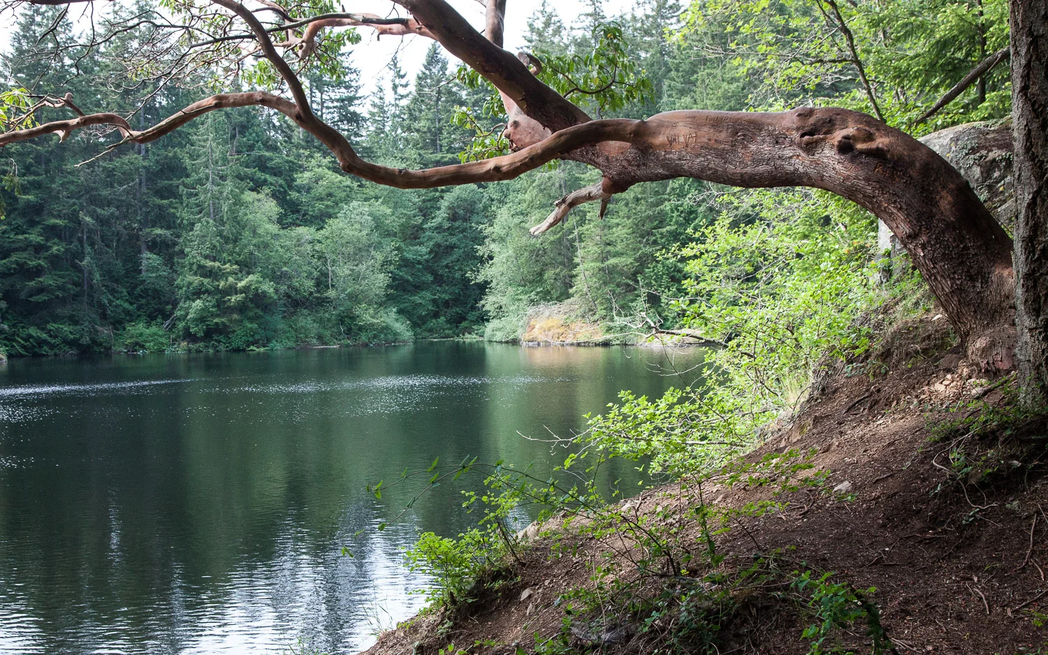 View from north side of Whistle Lake, the most popular swimming lake on Fidalgo Island.