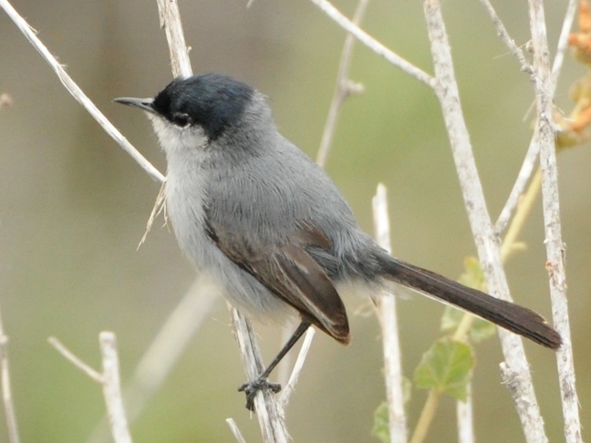 California Gnatcatcher