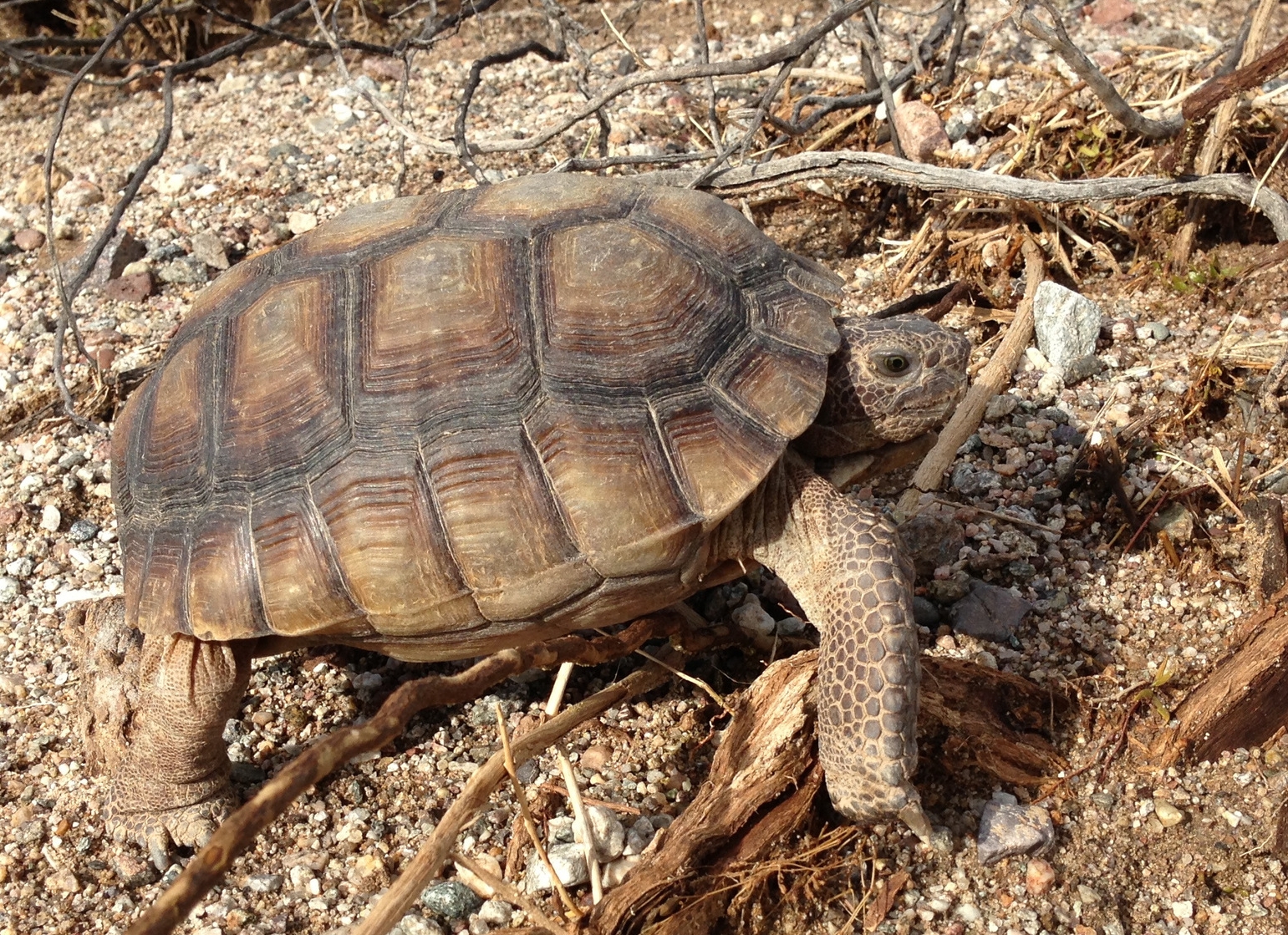 Desert Tortoise