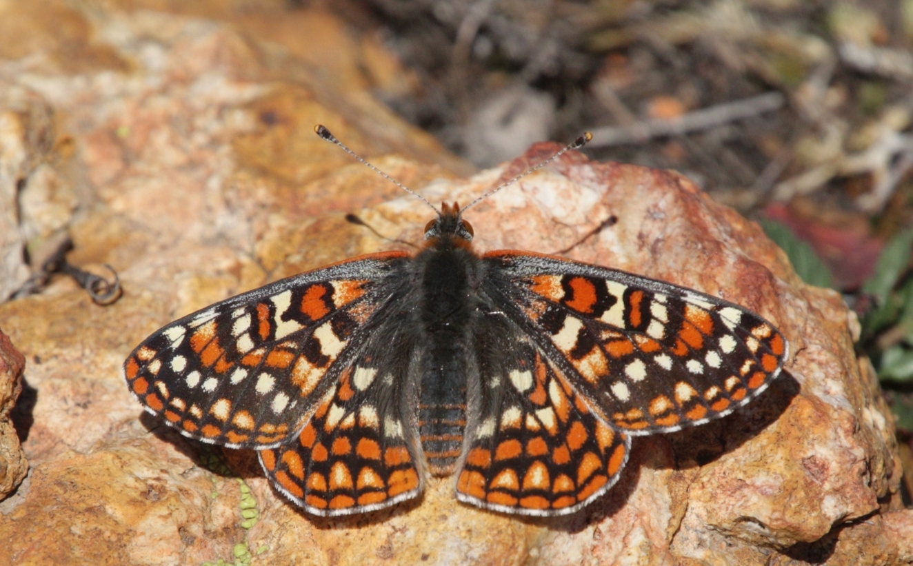 Quino Checkerspot Butterfly