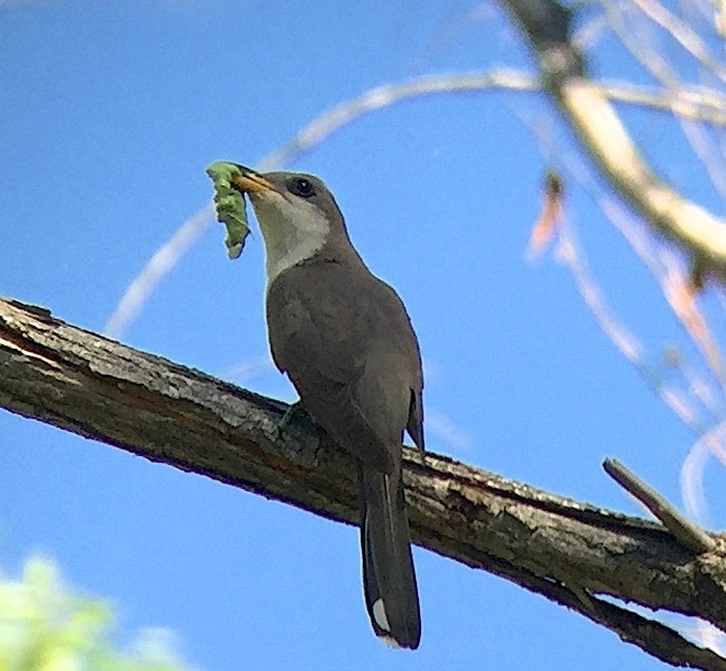 Western Yellow-billed Cuckoo