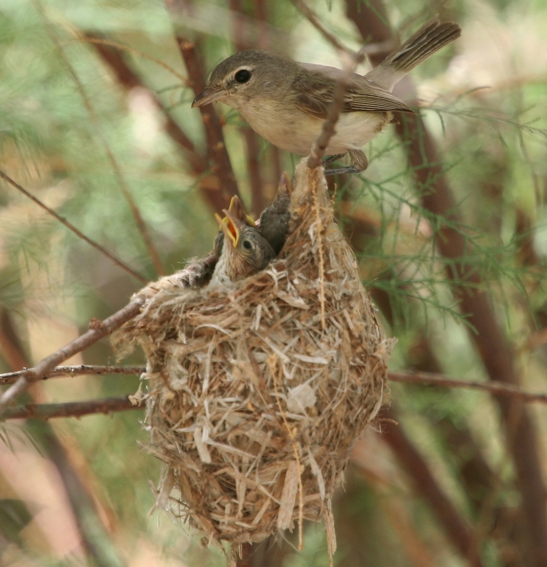 Least Bell's Vireo