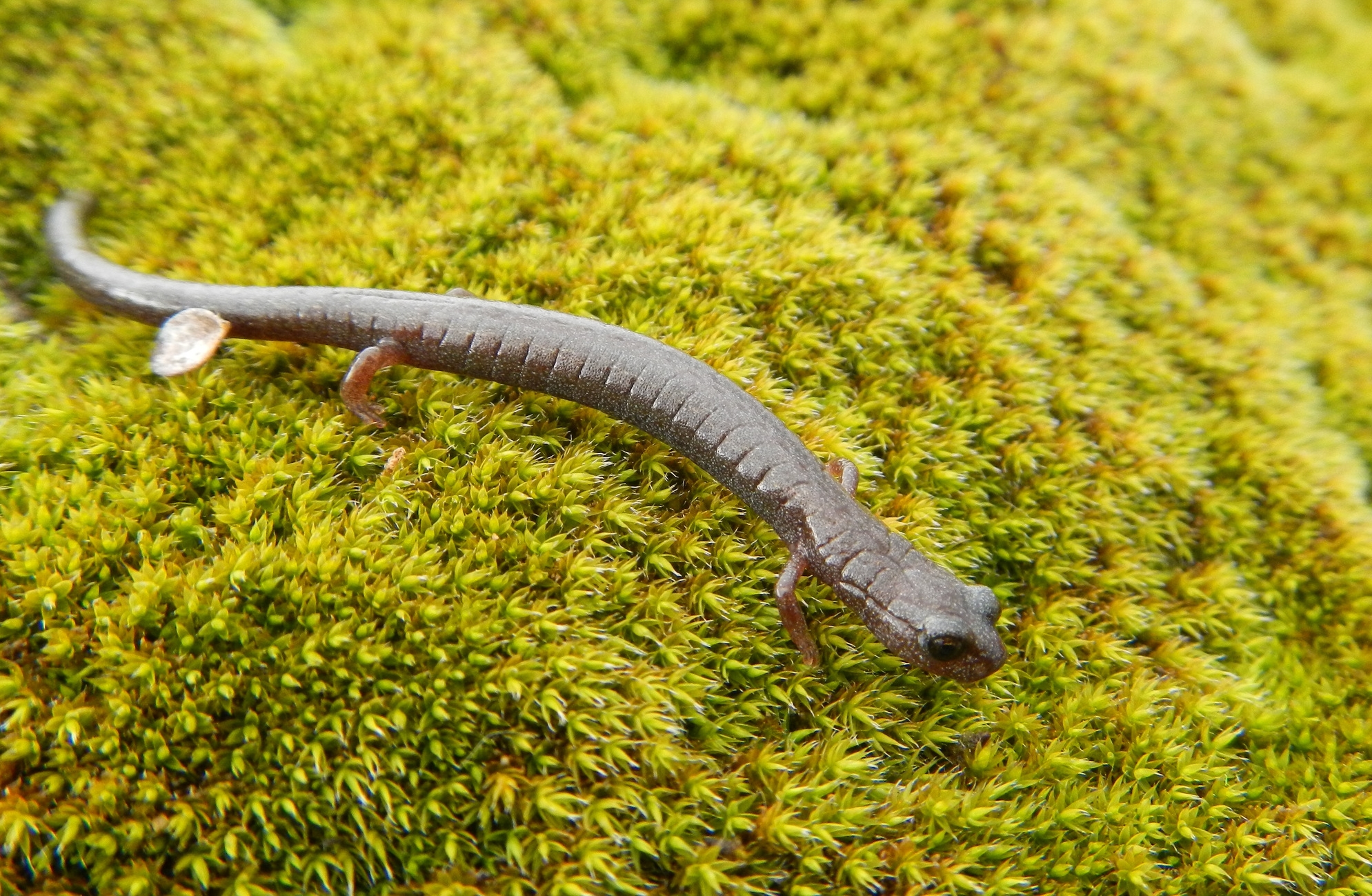 slender salamander
