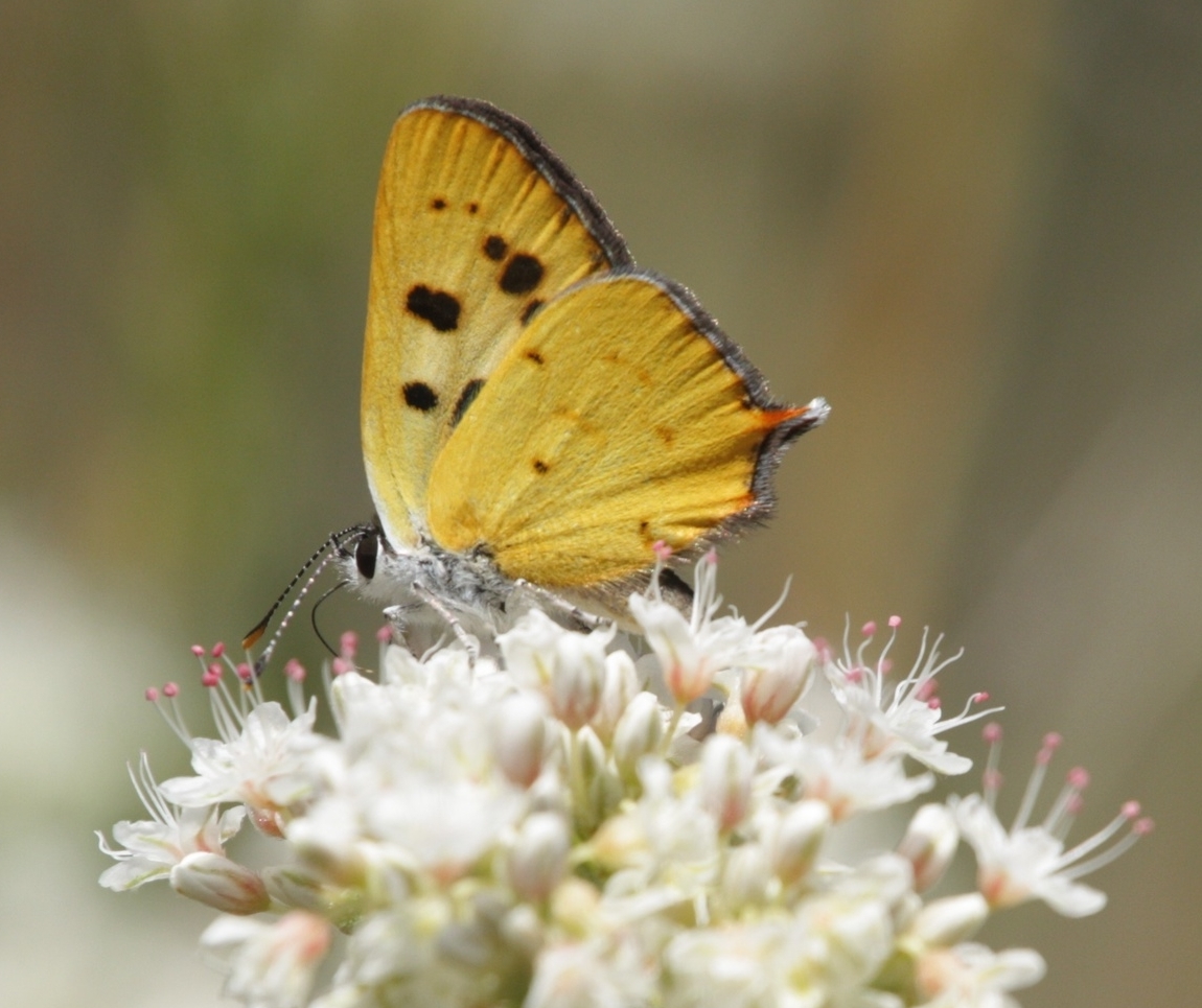 Hermes Copper Butterfly
