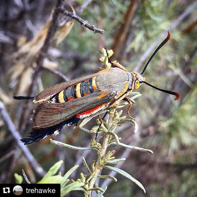 #Repost @trehawke ・・・
The Glorious Squash Vine Borer Moth! #Melittiagloriosa #glorioussquashvineborer  #coastalsagescrub #css