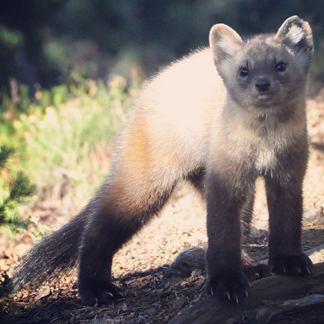 We saw this #americanmarten in @jaspernationalpark last fall, extremely curious about sharing his trail with us humans. North American #martens are split up into two distinct species, #martesamericana and #martescaurina, known as the #Pacificmarten .