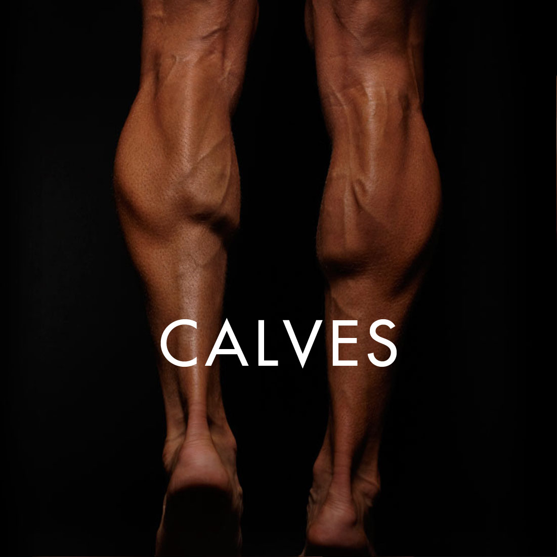 CALVES_SQ