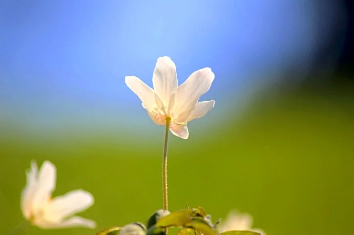 On Hope & Restoration: Personal Reflections from a Founding Member & The First ATW Mom