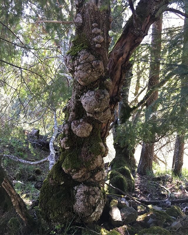 I&rsquo;m not sure I&rsquo;ve seen so many burls on a pacific dogwood before. #burl #dogwood #pnwisa #cowichantrees