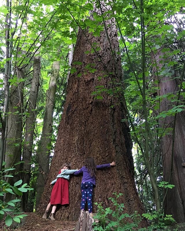 Big and beautiful. #pseudotsugamenziesii #bigtree #raisethemright