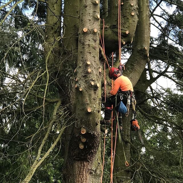 Hazard tree removal. Megadom grand fir /abies grandis. #abiesgrandis #pnwarborist #codominantstems #hazardtree #treelife