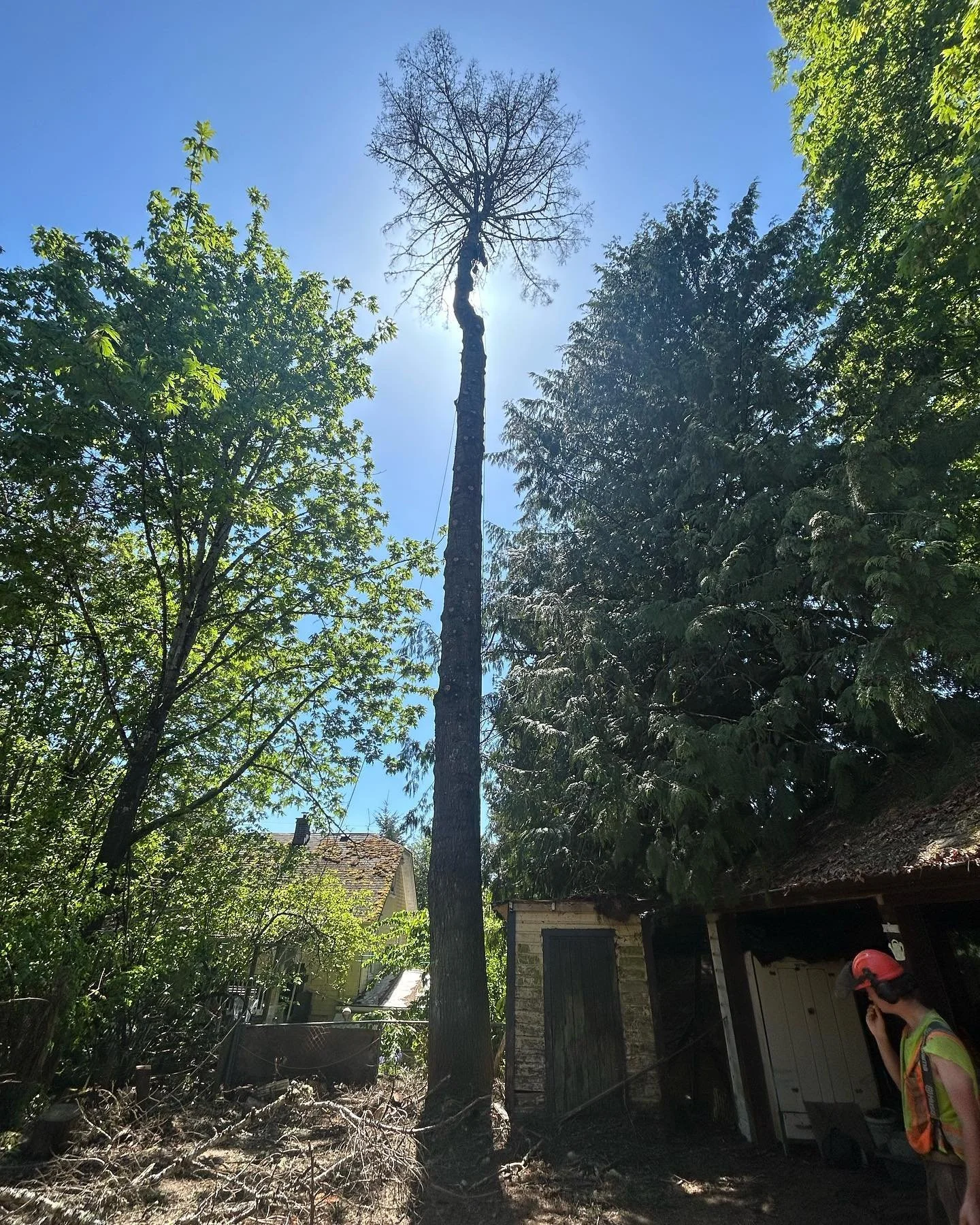 Crispy Grand Fir removal in a tight spot!