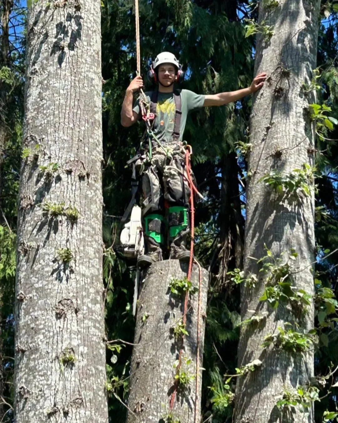 Ian climbing huge cottonwoods by the railroad

#treeclimber #pnw #treeservice #tradesmen #arborist