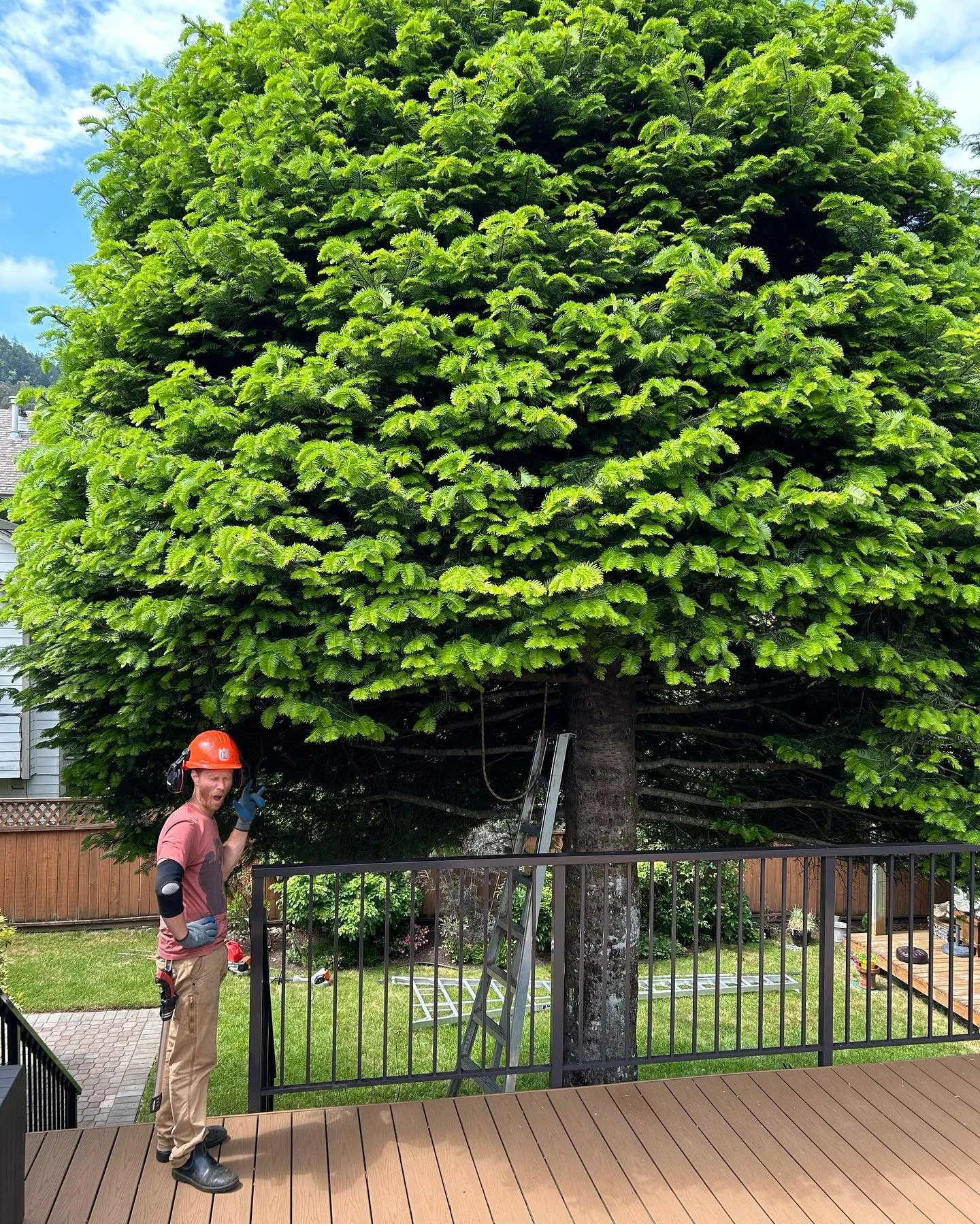 Grand fir needs a trim.  #pnwisa #explorecowichan #explorechemainus