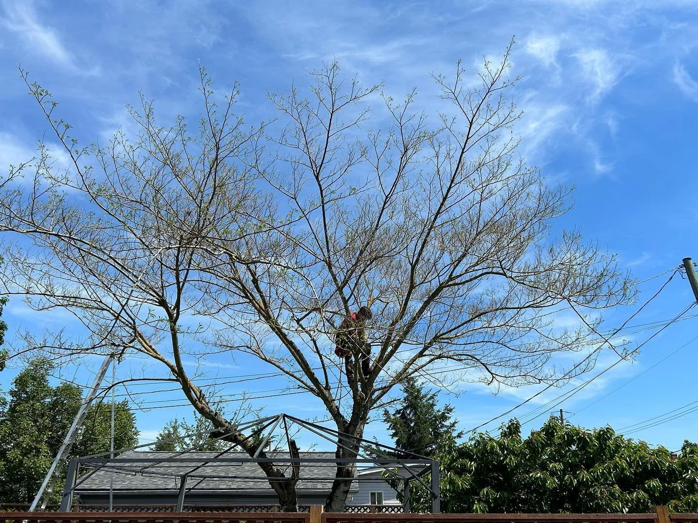 Pruning this Albizia was a pleasure! #pnwisa #explorecowichan #explorechemainus