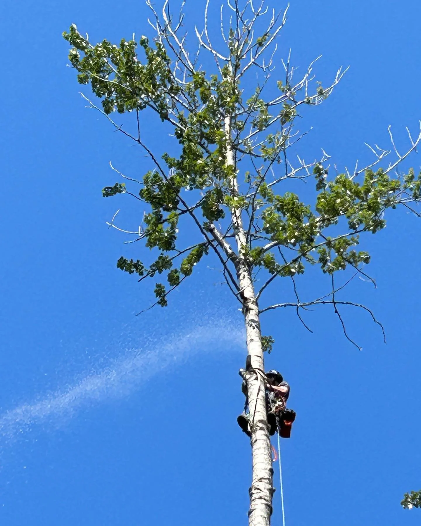 Cottonwood grow fast and break apart commonly in high winds. #pnwisa #arboristsofinstagram #explorecowichan