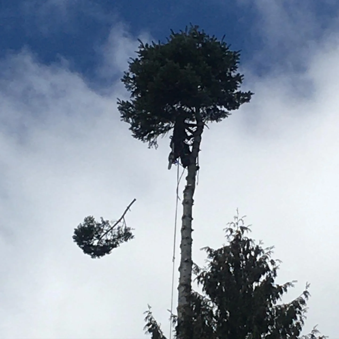 Grand Fir removal in a tight spot.