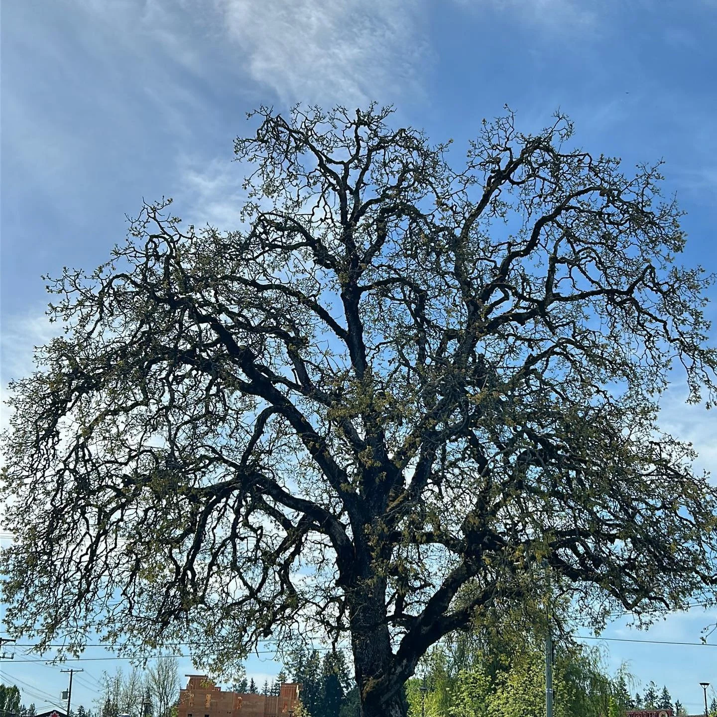 Quercus Garryana /garry oak among the last trees to leaf out in the Cowichan Valley and their just coming on now. #garryoak #cowichanvalley #explorechemainus