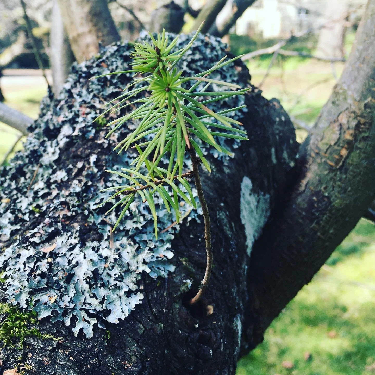 Doug fir seedling growing in a knot hole of a plum tree. #treesgrowingontrees