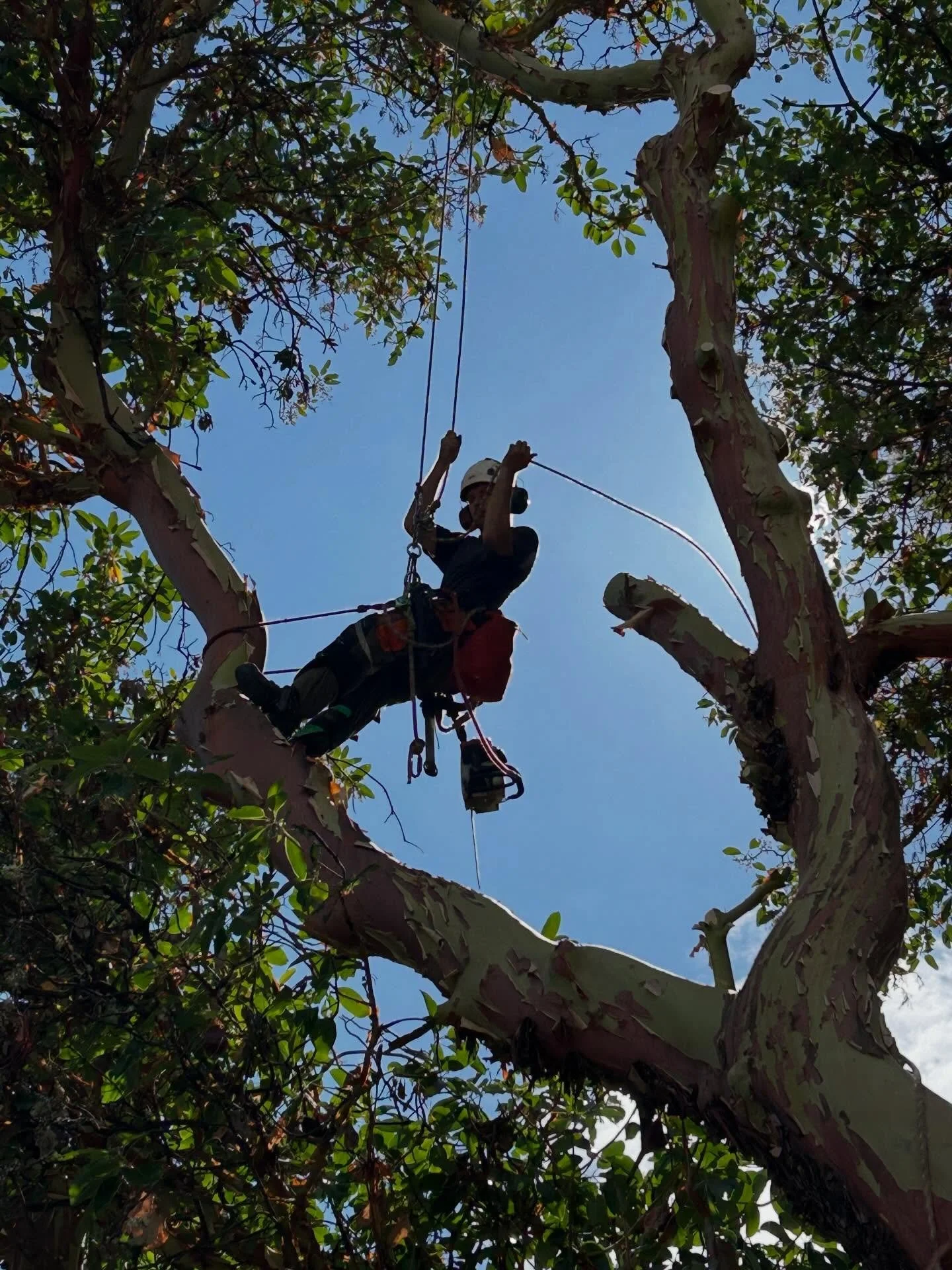 Lovely day for some arbutus pruning