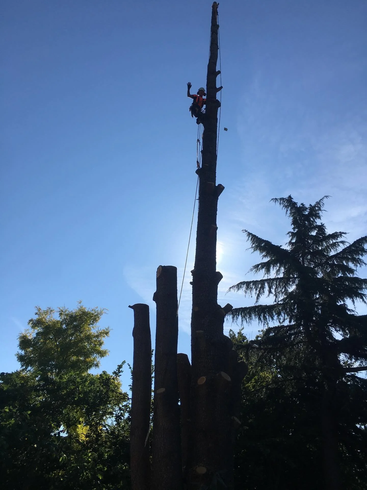Great day to climb a tree.