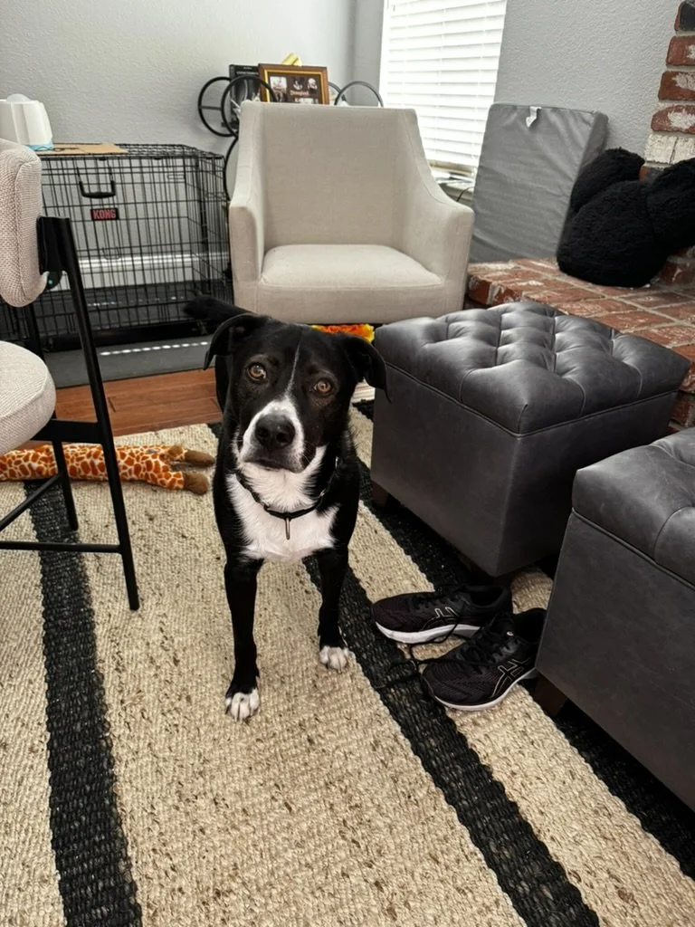 Dear Charlie (a letter to my fur baby):  Dreams of the world I want to create